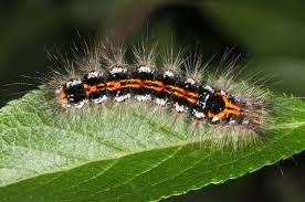 Attēlu rezultāti vaicājumam “Euproctis similis imago”