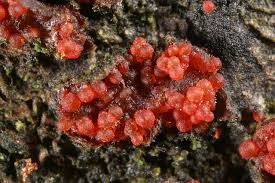 Attēlu rezultāti vaicājumam “Neonectria coccinea”