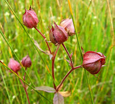 Attēlu rezultāti vaicājumam “xComagaria rosea  flower”