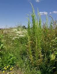 Image result for Reseda luteola