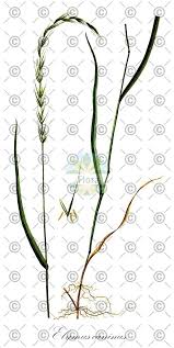 Attēlu rezultāti vaicājumam “Elymus caninus fruit”