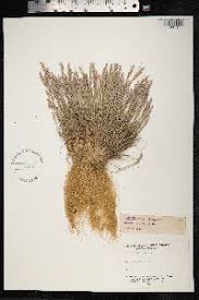 Attēlu rezultāti vaicājumam “Corynephorus canescens leaf”