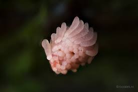 Attēlu rezultāti vaicājumam “Stemonitis marjana macro”