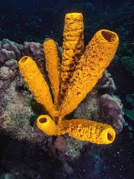 Attēlu rezultāti vaicājumam “Tubifera applanata”