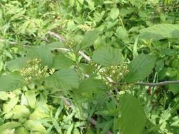 Attēlu rezultāti vaicājumam “Crataegus chrysocarpa”