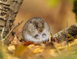 Attēlu rezultāti vaicājumam “Microtus agrestis”