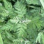 Image result for Artemisia gmelinii