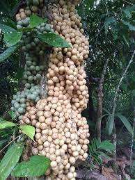 Attēlu rezultāti vaicājumam “Luzula campestris fruit”