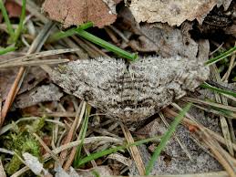 Attēlu rezultāti vaicājumam “Cleora cinctaria”