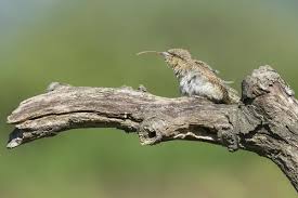 Attēlu rezultāti vaicājumam “Jynx torquilla”