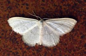 Attēlu rezultāti vaicājumam “Scopula floslactata”