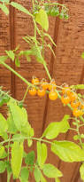 Afbeeldingsresultaat voor broad ripple yellow currant tomato