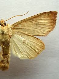 Attēlu rezultāti vaicājumam “Enargia paleacea”