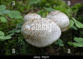 Attēlu rezultāti vaicājumam “Lentinus lepideus”