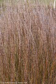 Attēlu rezultāti vaicājumam “Salix repens subsp. rosmarinifolia”