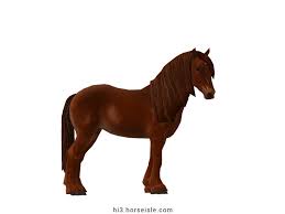 Image result for chestnut friesian