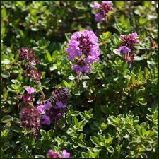 Attēlu rezultāti vaicājumam “Thymus pulegioides flower”