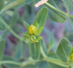 Attēlu rezultāti vaicājumam “Hypericum perforatum bud”