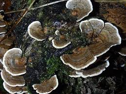 Attēlu rezultāti vaicājumam “Trametes versicolor”
