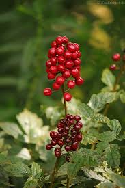 Image result for Christophskraut