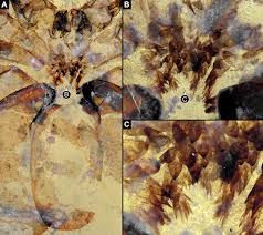 Attēlu rezultāti vaicājumam “Epirranthis diversata imago”