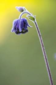 Image result for Akelei