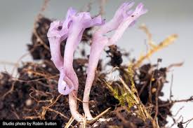 Attēlu rezultāti vaicājumam “Ramariopsis pulchella”