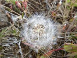 Image result for Agoseris major