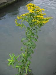 Attēlu rezultāti vaicājumam “Solidago canadensis leaf”
