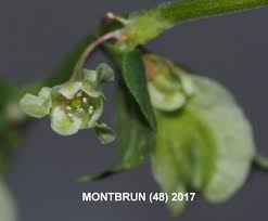 Attēlu rezultāti vaicājumam “Fallopia dumetorum leaf”
