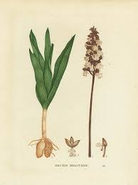 Attēlu rezultāti vaicājumam “Orchis militaris flower”