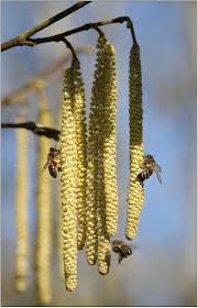 Attēlu rezultāti vaicājumam “Corylus avellana female flower”