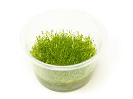 Attēlu rezultāti vaicājumam “Riccia fluitans”