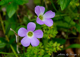 Attēlu rezultāti vaicājumam “Oxalidaceae”