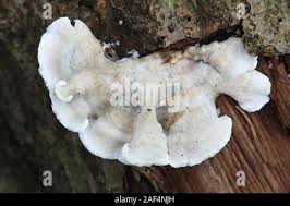 Attēlu rezultāti vaicājumam “Plicatura nivea”