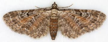 Attēlu rezultāti vaicājumam “Eupithecia icterata”