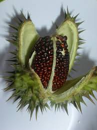 Attēlu rezultāti vaicājumam “Datura stramonium fruit”