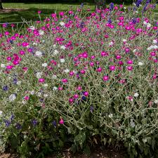 Image result for Lychnis coronaria