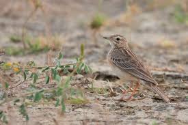 Image result for Anthus godlewskii