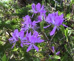 Attēlu rezultāti vaicājumam “Rhododendron canadense”