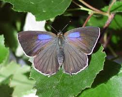 Attēlu rezultāti vaicājumam “Favonius quercus”