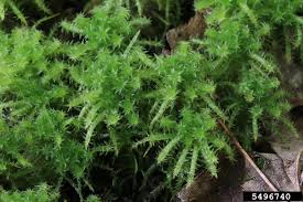 Attēlu rezultāti vaicājumam “Sphagnum squarrosum”