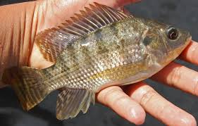 Image result for ikan