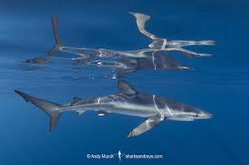 Image result for Prionace glauca