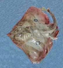 Image result for Rostroraja eglanteria