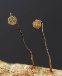 Attēlu rezultāti vaicājumam “Cribraria intricata young”