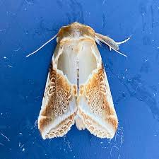 Attēlu rezultāti vaicājumam “Habrosyne pyritoides”