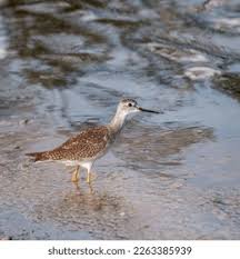 Image result for Tringa melanoleuca