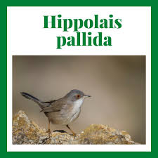 Image result for Hippolais pallida