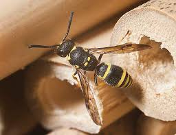 Attēlu rezultāti vaicājumam “Ancistrocerus sp. male”